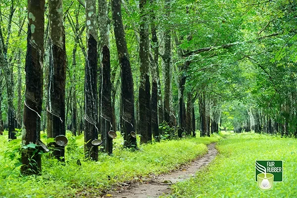 Natural rubber and current challenges - Natural rubber and the current challenges
