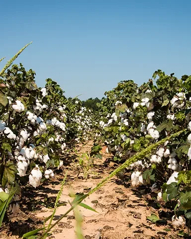 Zwei Reihen eines blühenden Baumwollfeldes mit einem Weg in der Mitte. Beikraut ist ebenfalls zu sehen. 