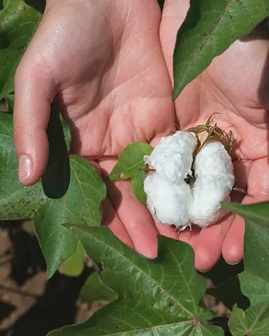 Zwei Hände halten respektvoll eine Baumwollblüte.