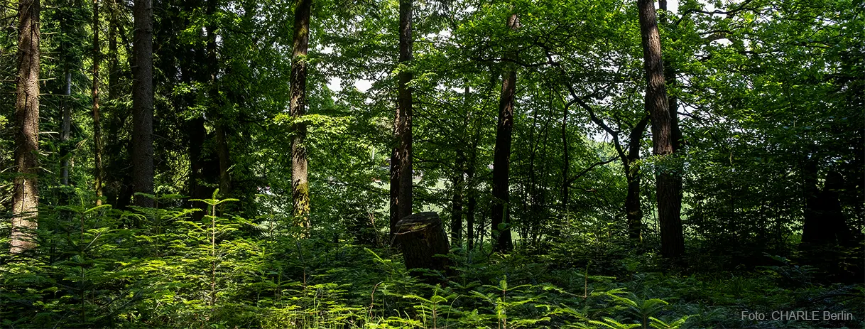 CHARLE - Wald